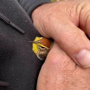 Meet your Posher, Stephen